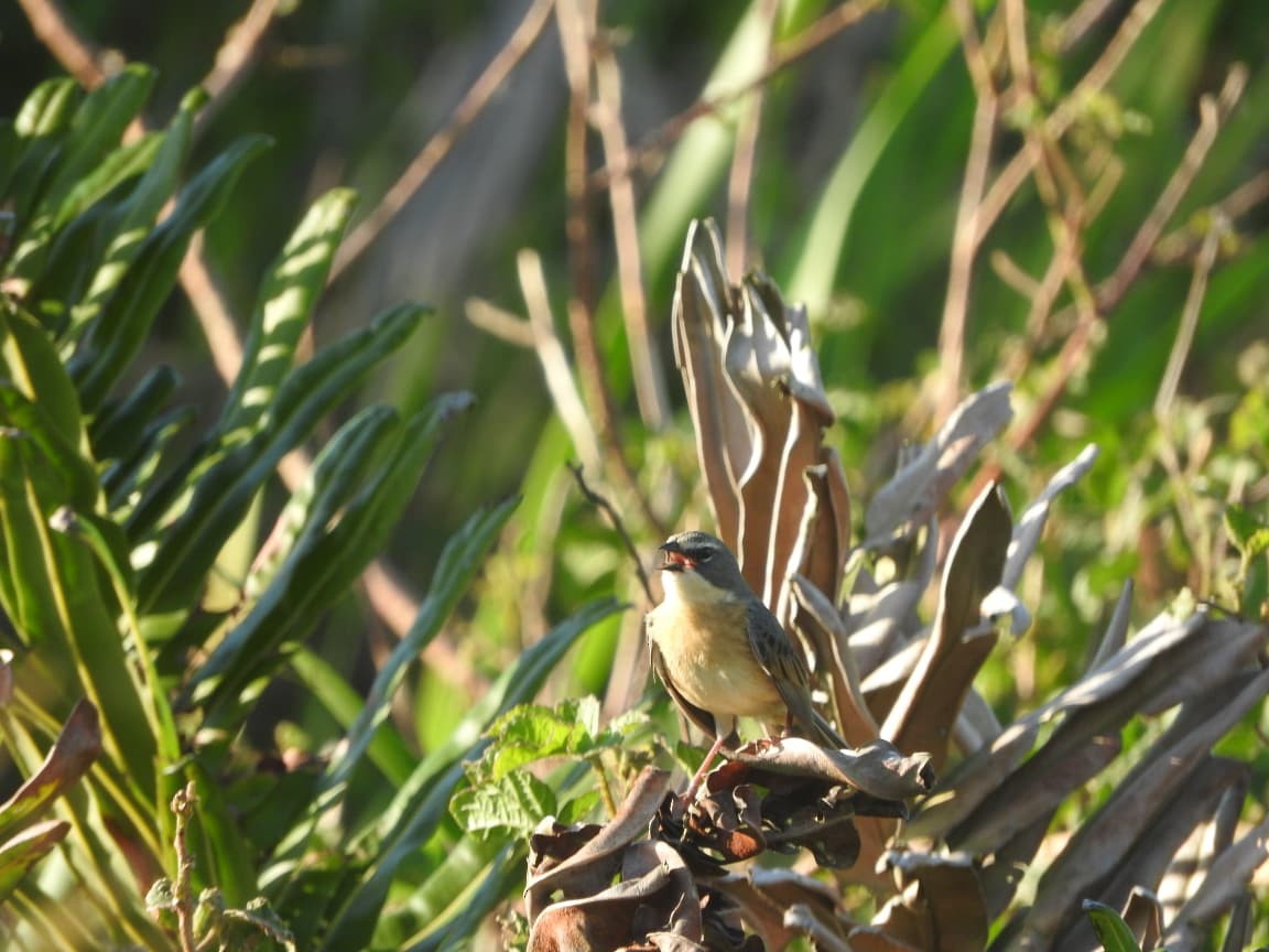 rørspurv - ML643422535