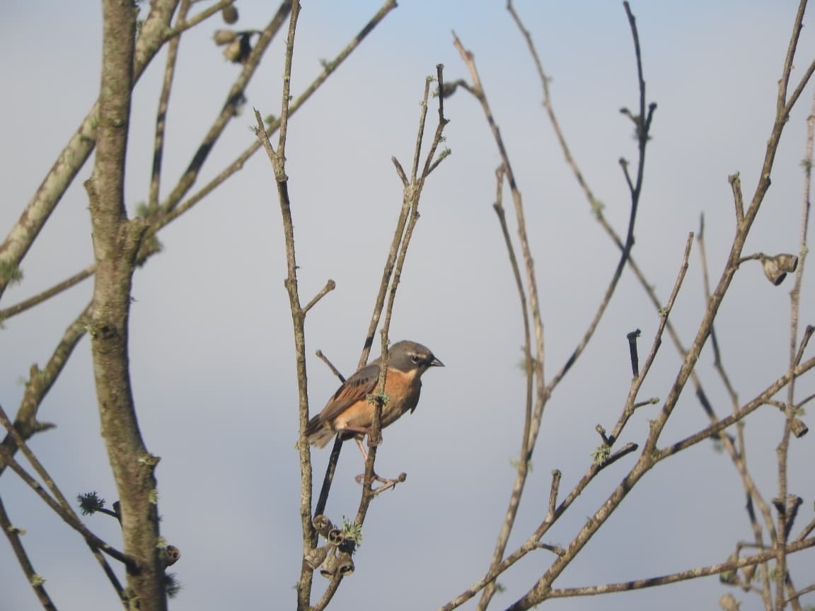 rørspurv - ML643422536