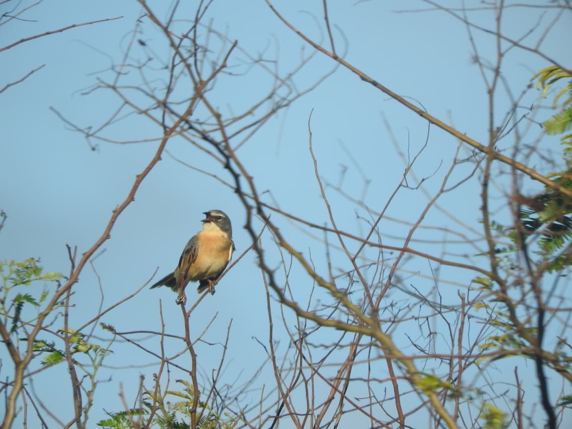 rørspurv - ML643422537