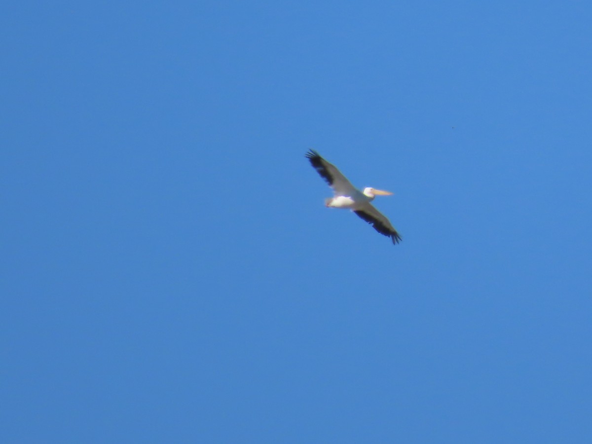 American White Pelican - ML643422539