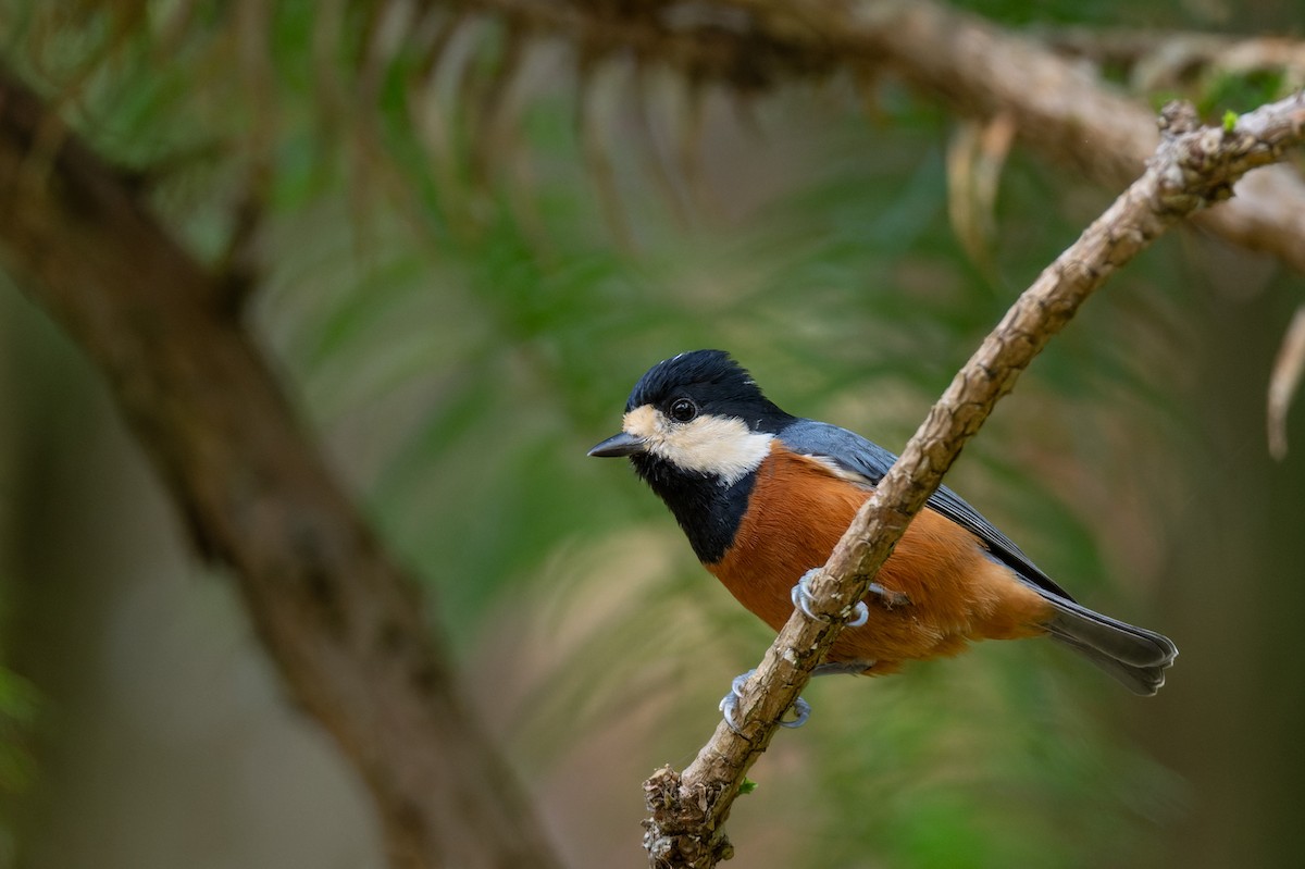 Chestnut-bellied Tit - ML643422548