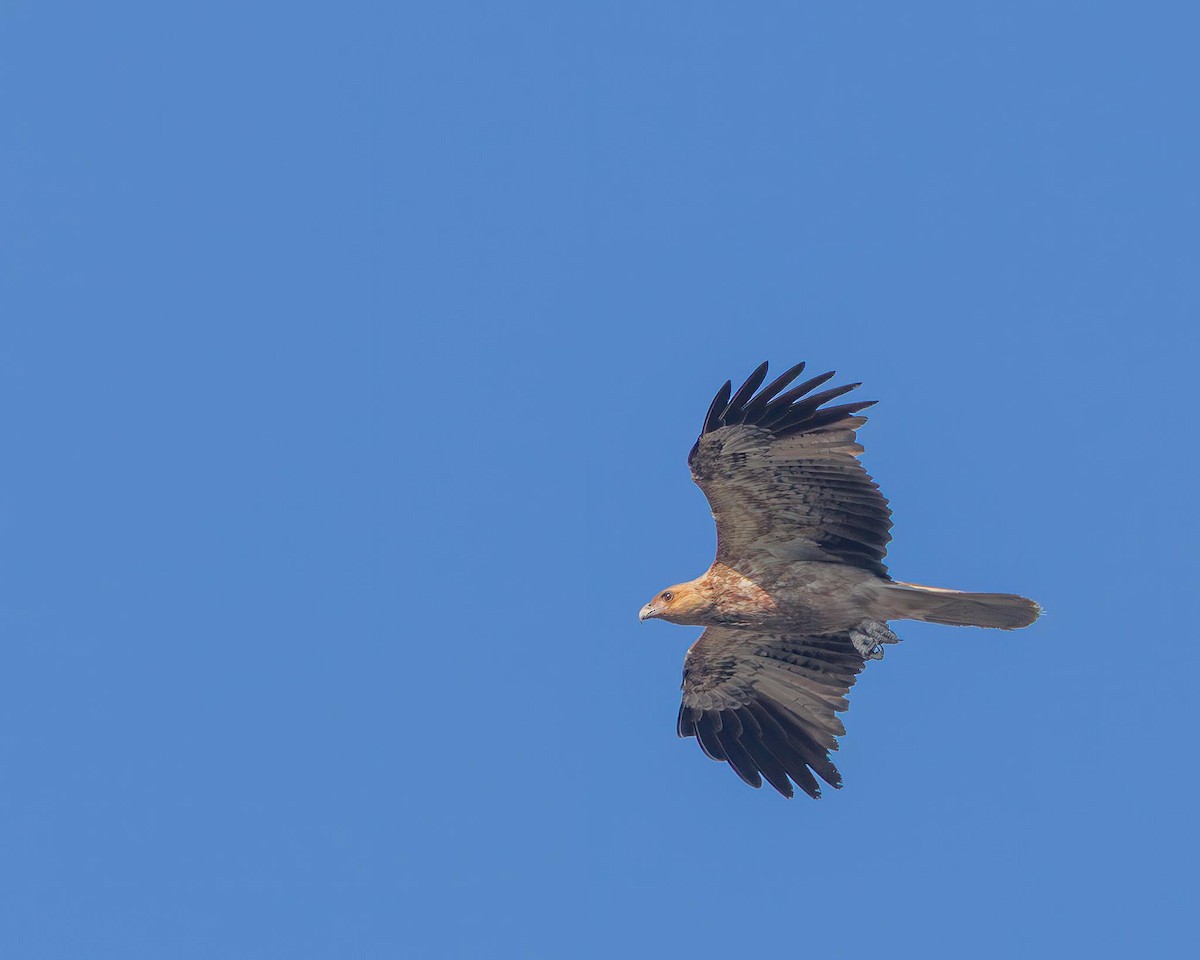 Whistling Kite - ML643422549