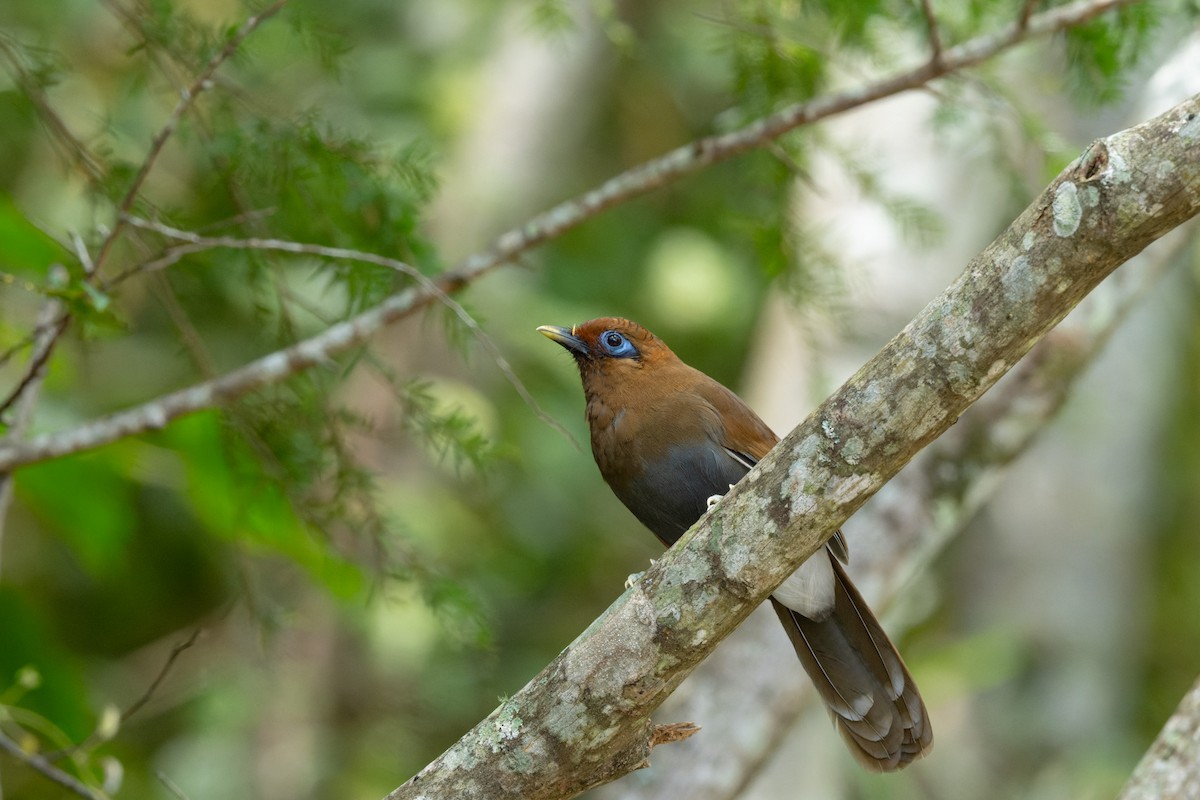 Rusty Laughingthrush - ML643422564