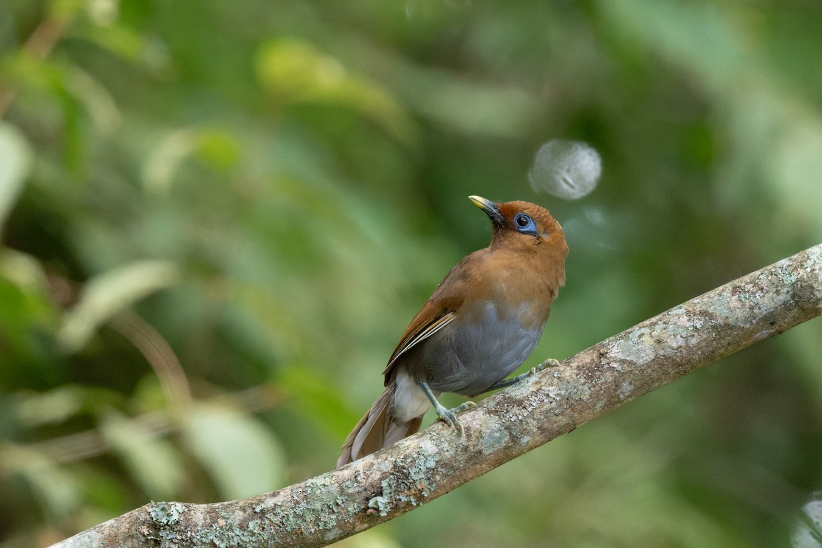 Rusty Laughingthrush - ML643422565