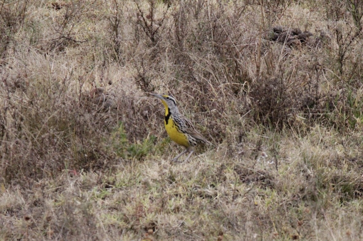 Eastern Meadowlark - ML643422572