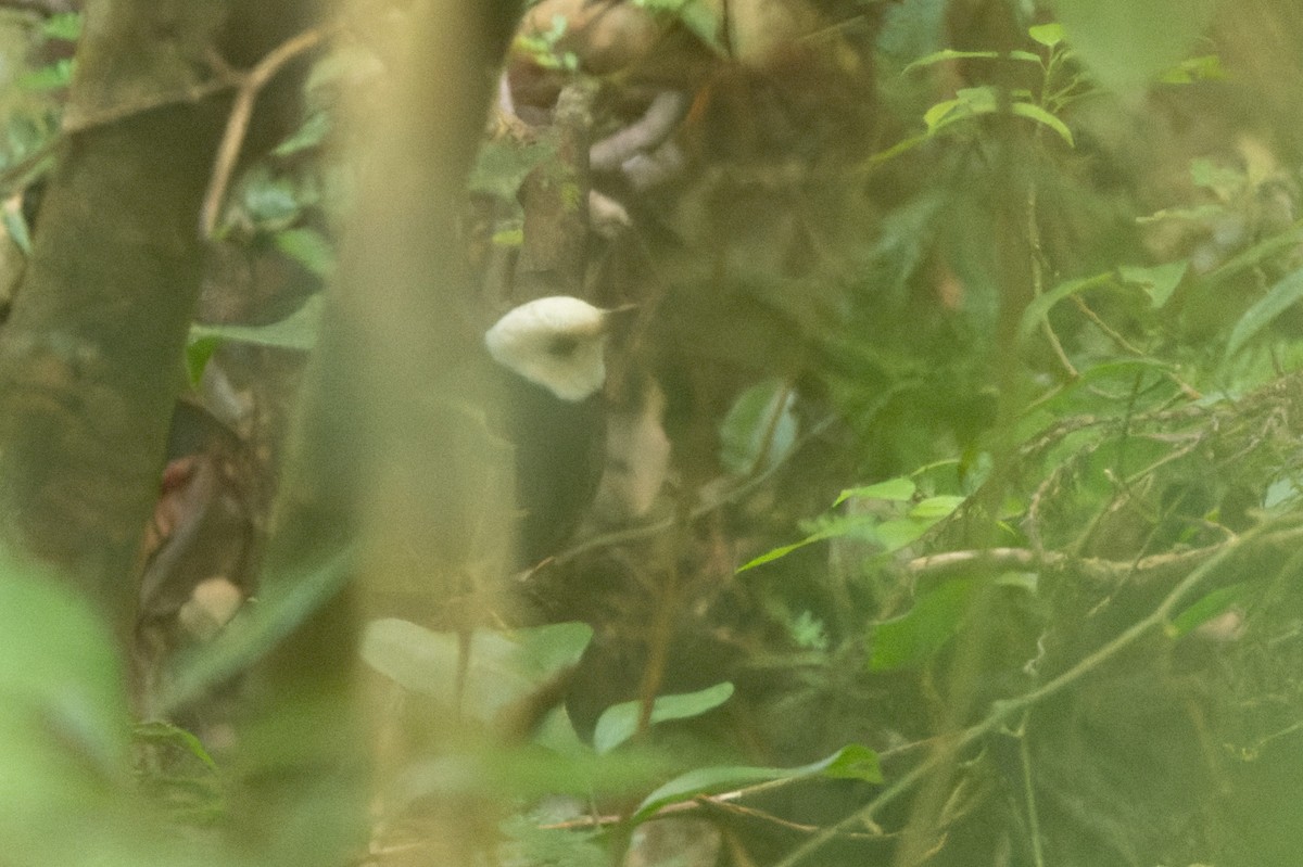 Taiwan Thrush - ML643422576