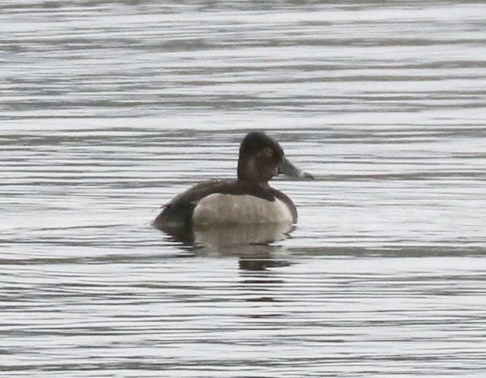 Ring-necked Duck - ML643422577