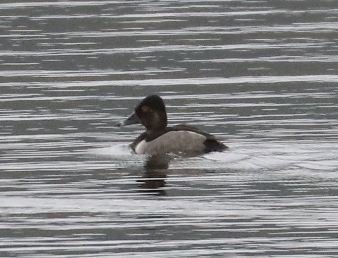 Ring-necked Duck - ML643422578