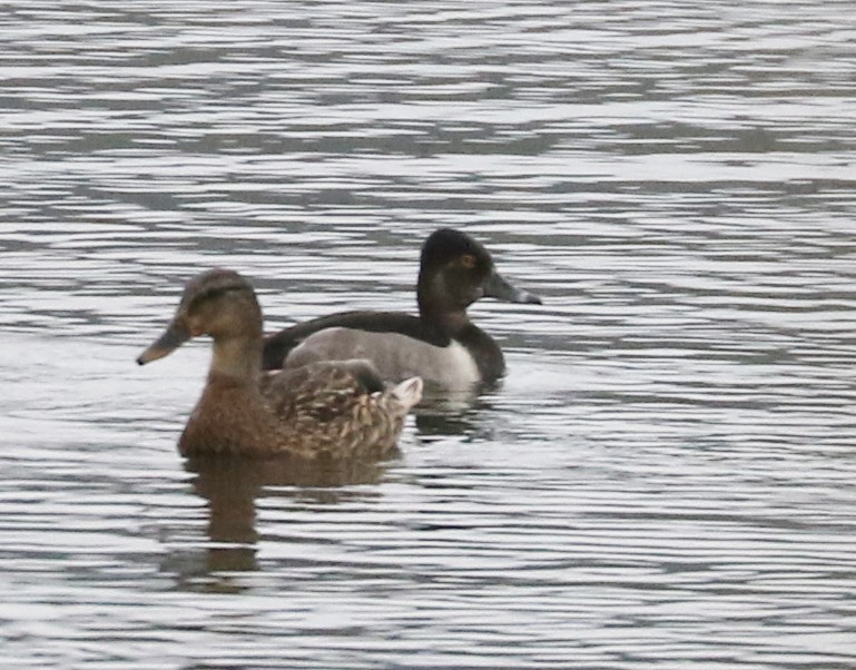 Ring-necked Duck - ML643422579