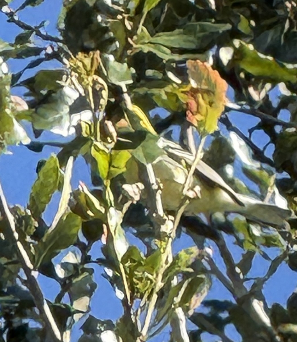 Black-throated Green Warbler - ML643422581