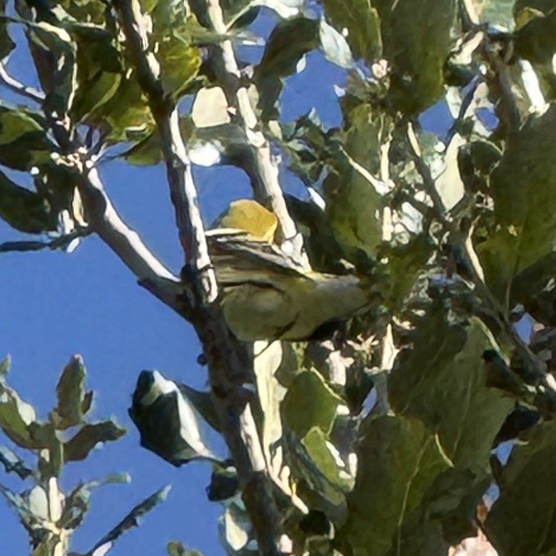 Black-throated Green Warbler - ML643422582