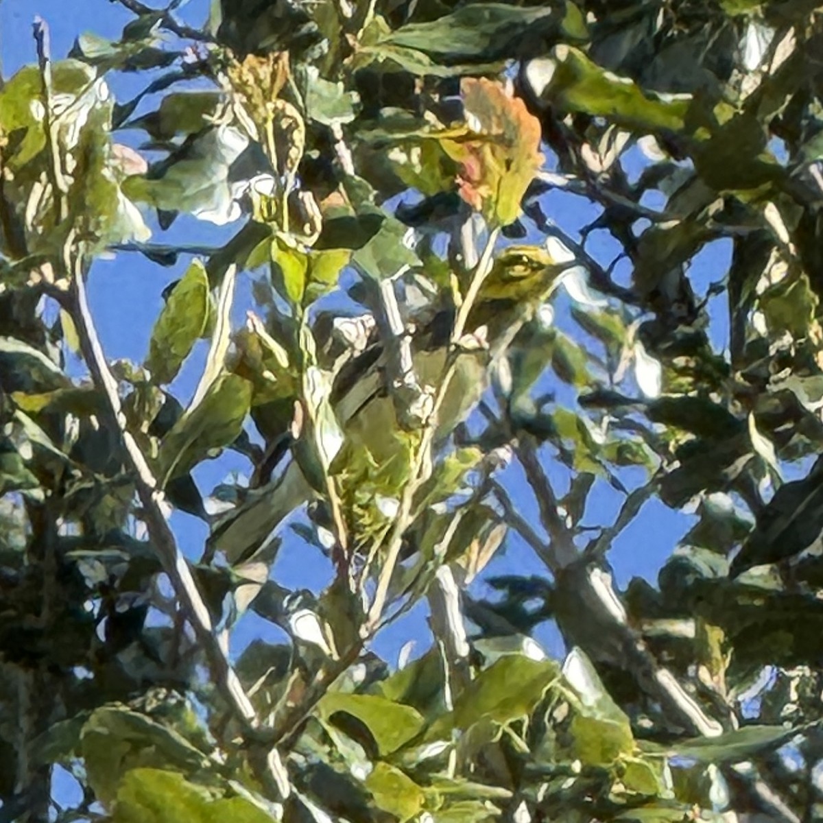 Black-throated Green Warbler - ML643422583
