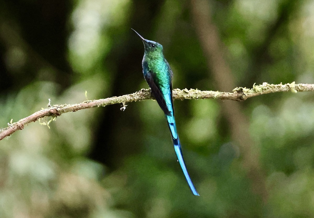 Long-tailed Sylph - ML643422586
