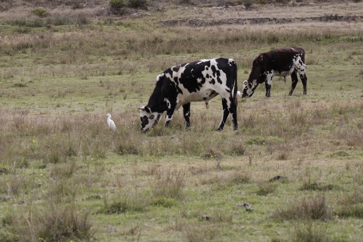 Western Cattle-Egret - ML643422588