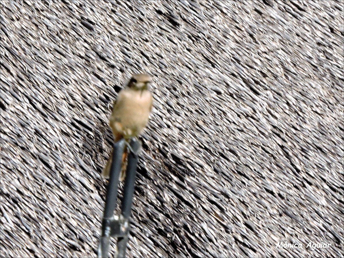 African Dusky Flycatcher - ML643422601