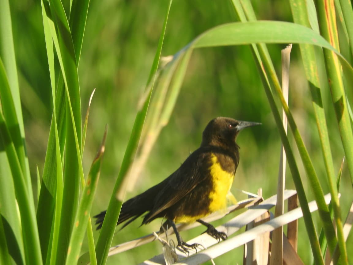 Brown-and-yellow Marshbird - ML643422607