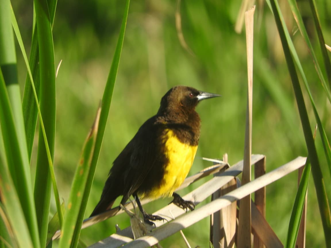 Brown-and-yellow Marshbird - ML643422608