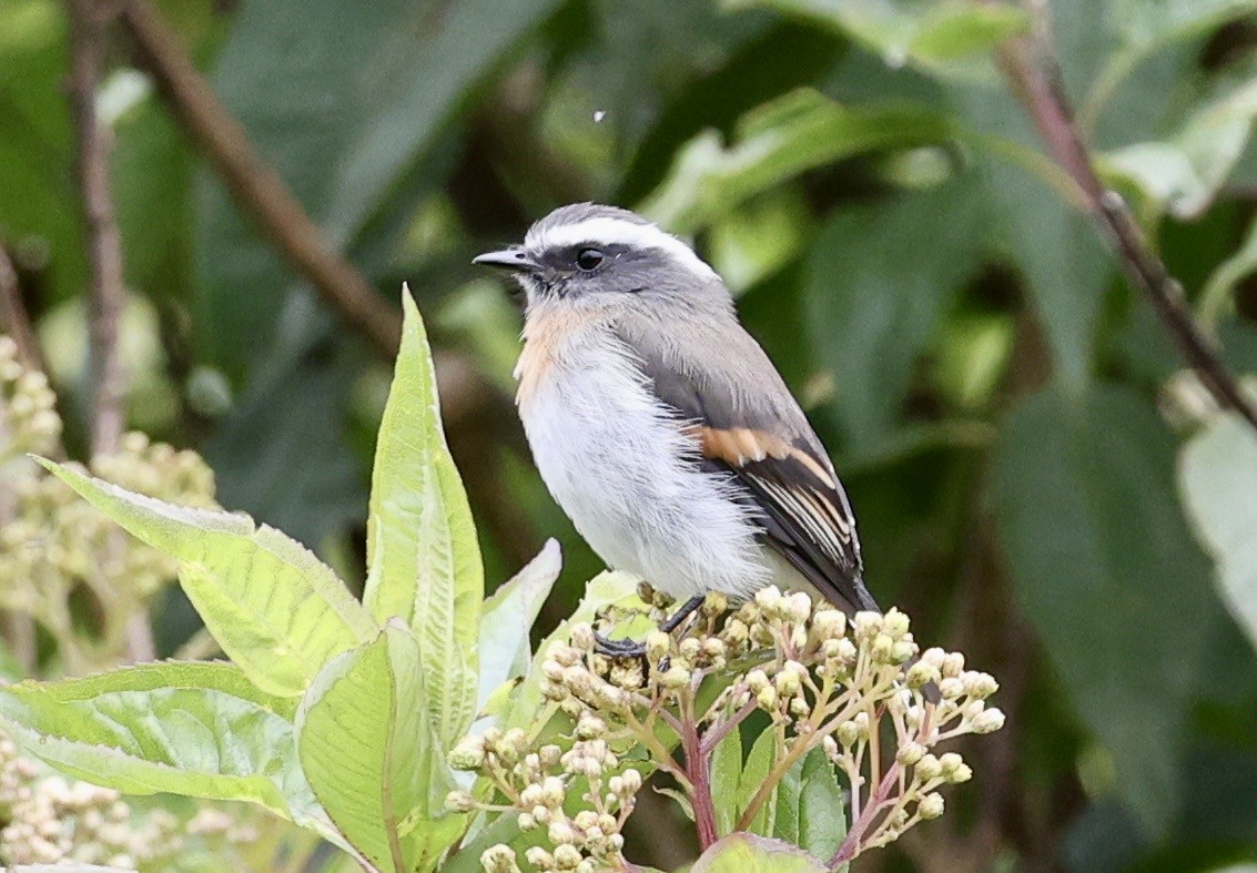 Rufous-breasted Chat-Tyrant - ML643422612