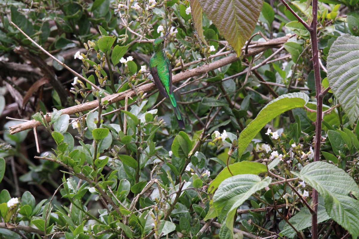 Green-tailed Trainbearer - ML643422614