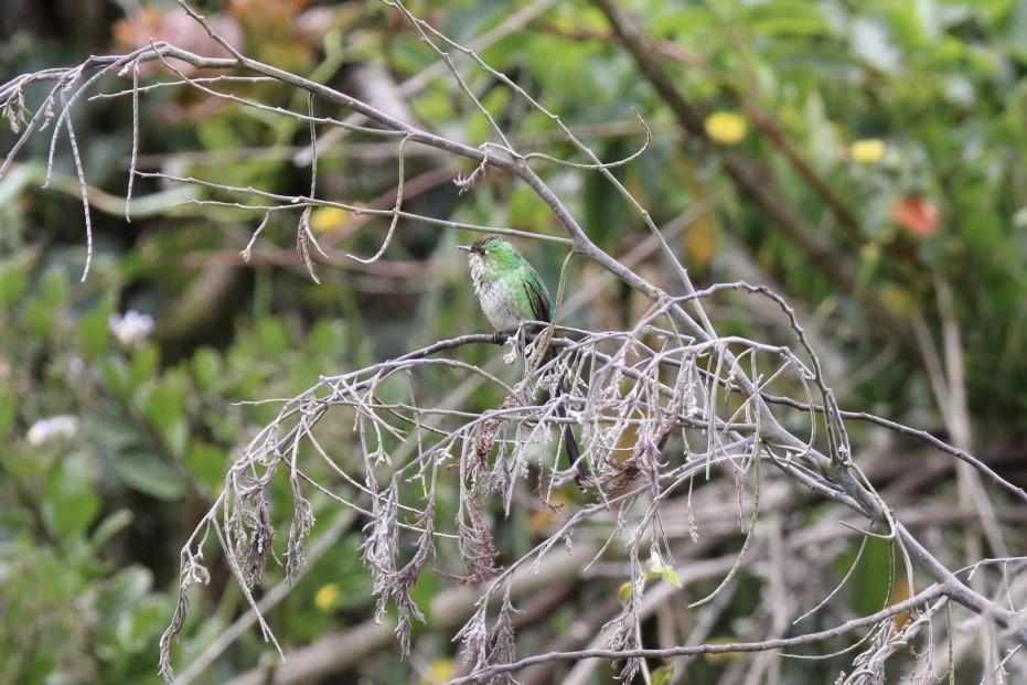 Green-tailed Trainbearer - ML643422615
