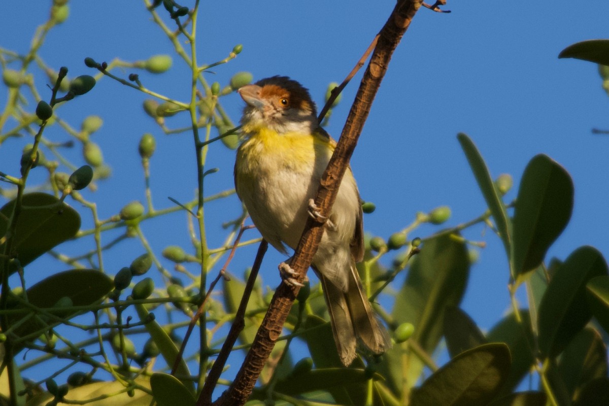 アカマユカラシモズ - ML643422620