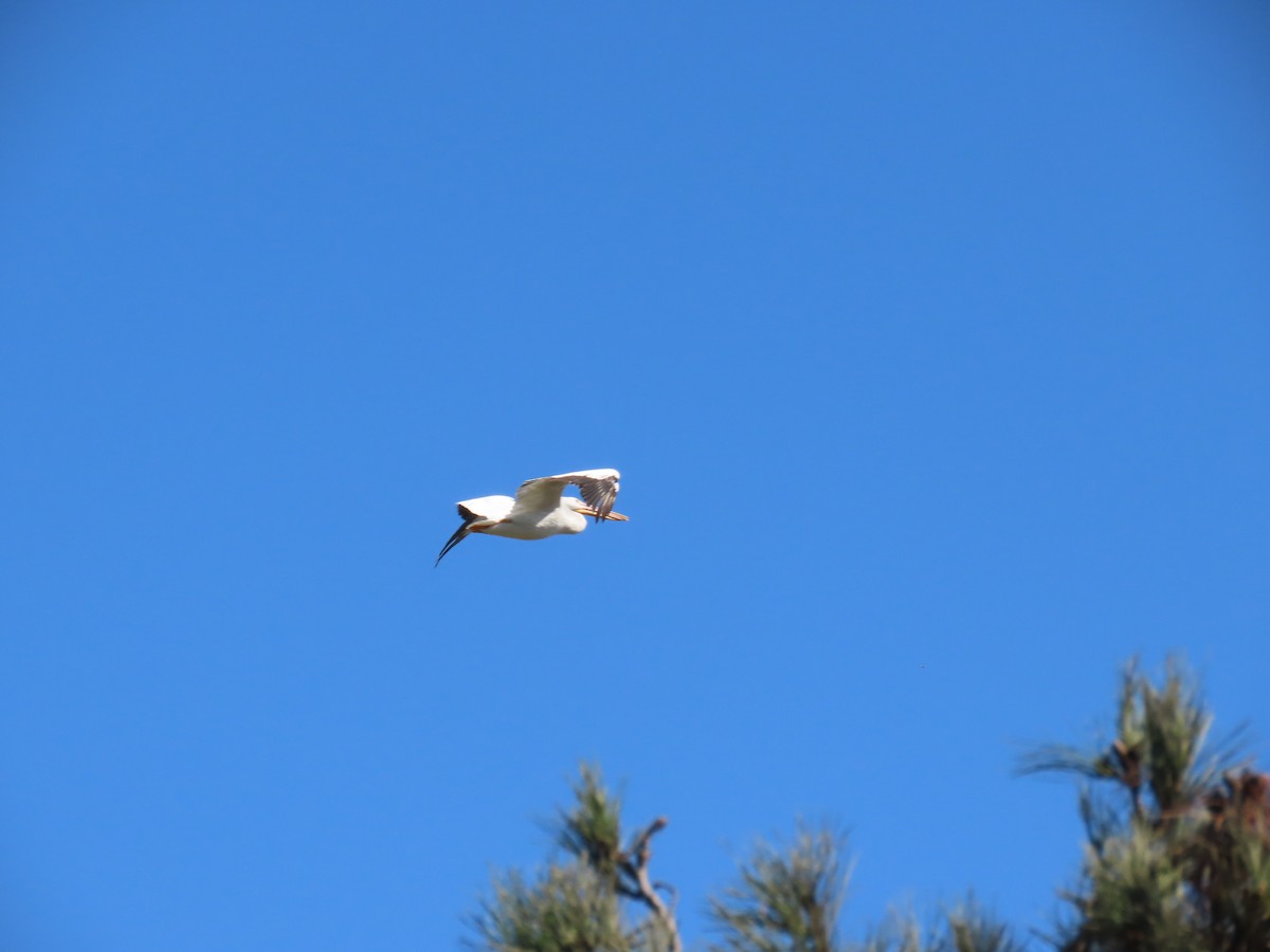 American White Pelican - ML643422622