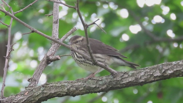 Northern Waterthrush - ML643422623