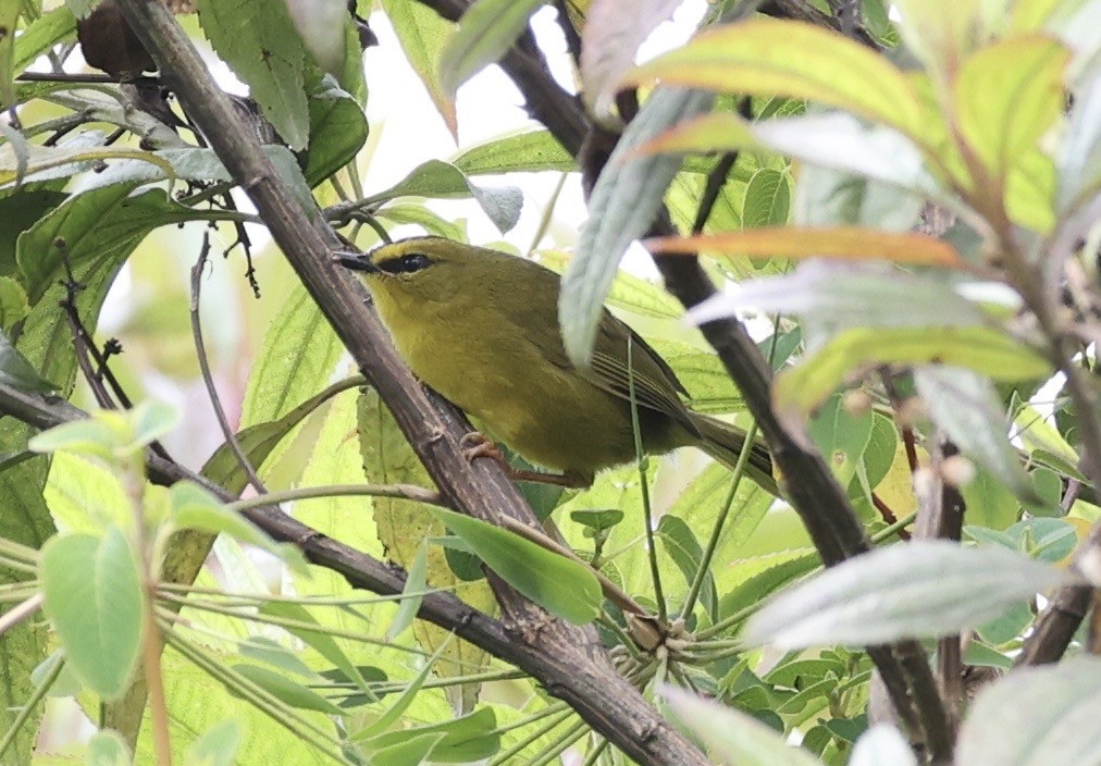 Black-crested Warbler - ML643422626