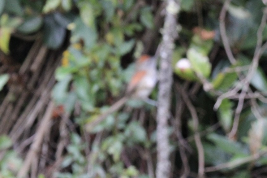 Silvery-throated Spinetail - ML643422651