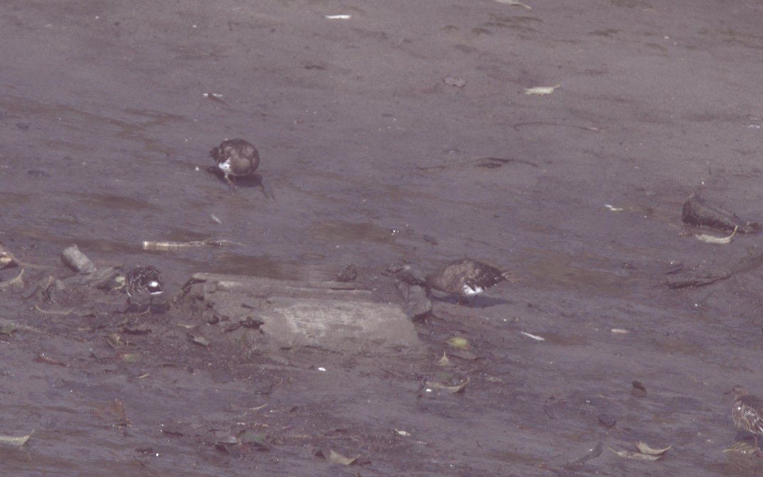 Black Turnstone - ML643422657
