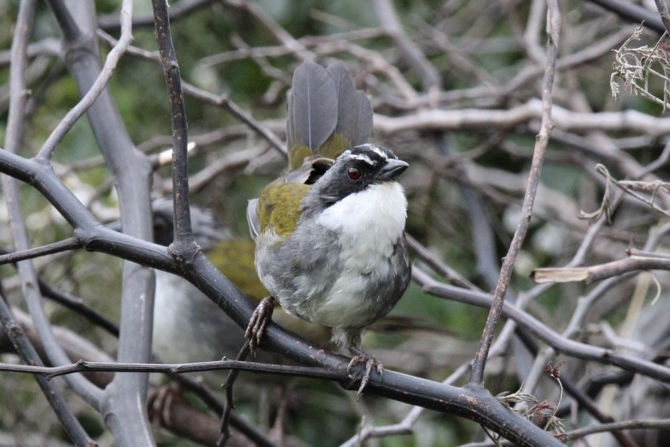 Gray-browed Brushfinch - ML643422667