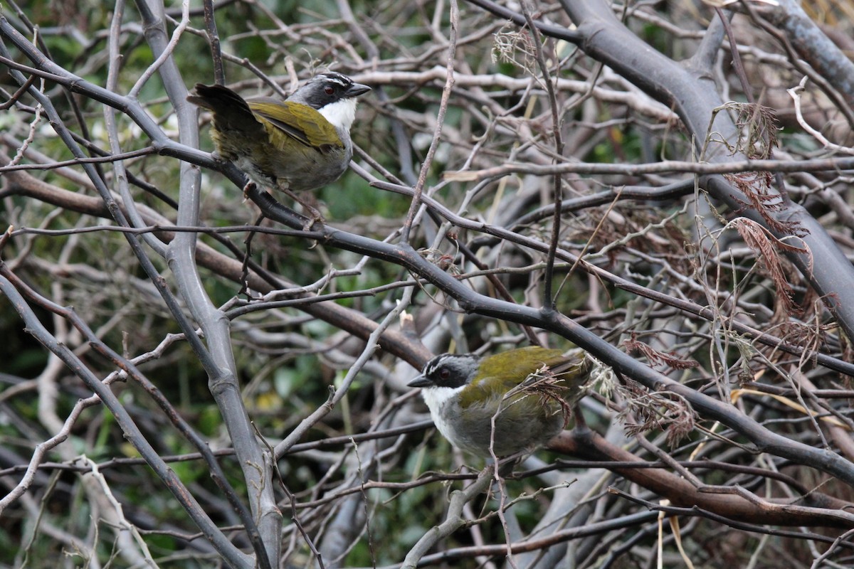 Gray-browed Brushfinch - ML643422668
