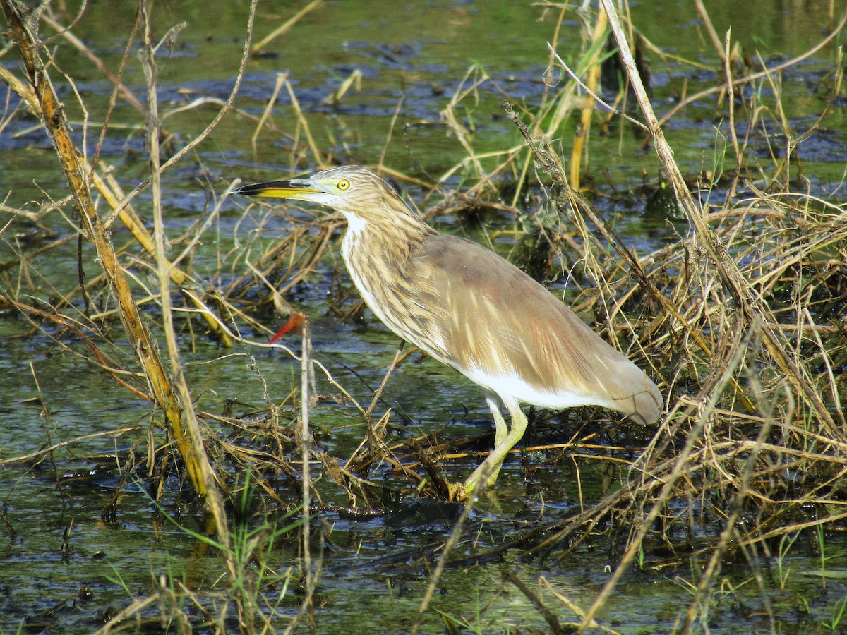 mangrovehegre - ML643422679