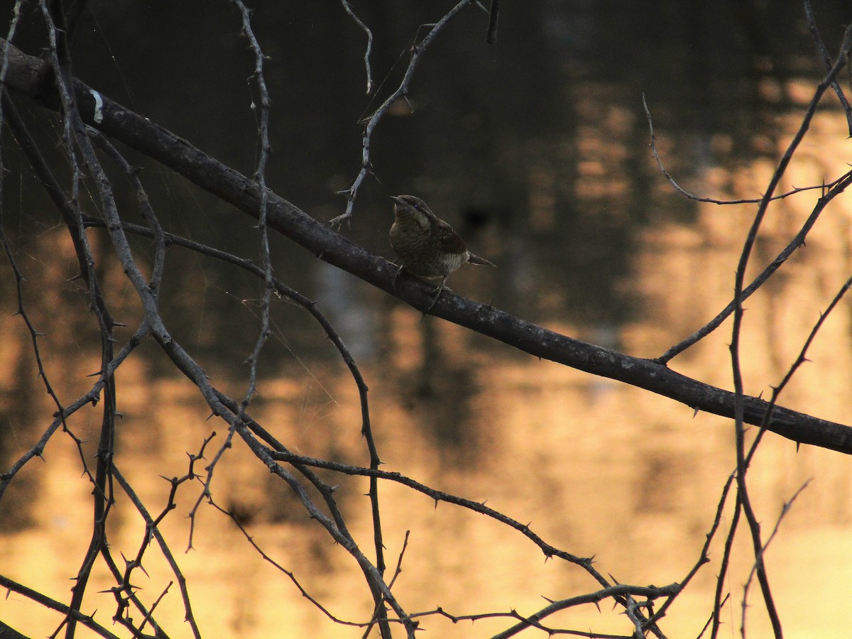 Eurasian Wryneck - ML643422683