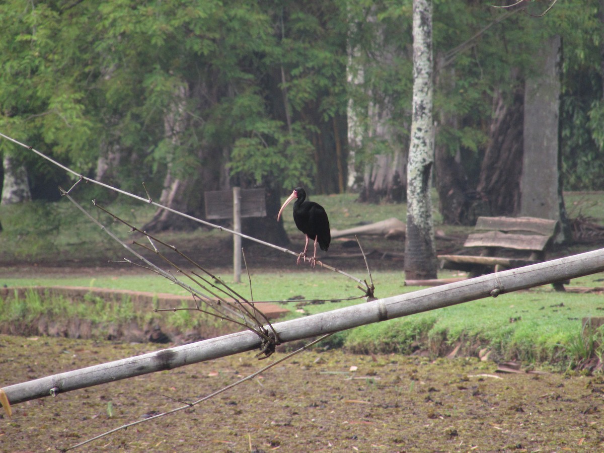 Ibis Afeitado - ML643422719