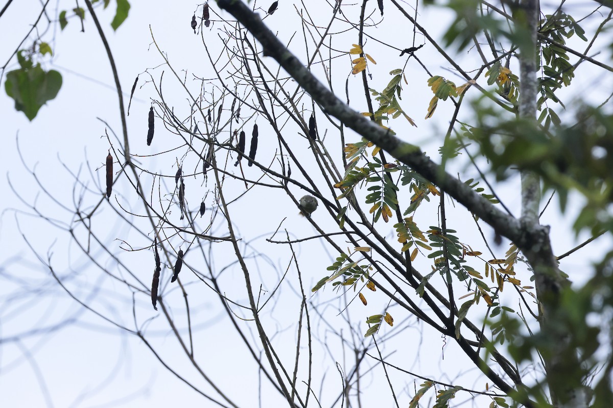 Olive-faced Flatbill - ML643422730