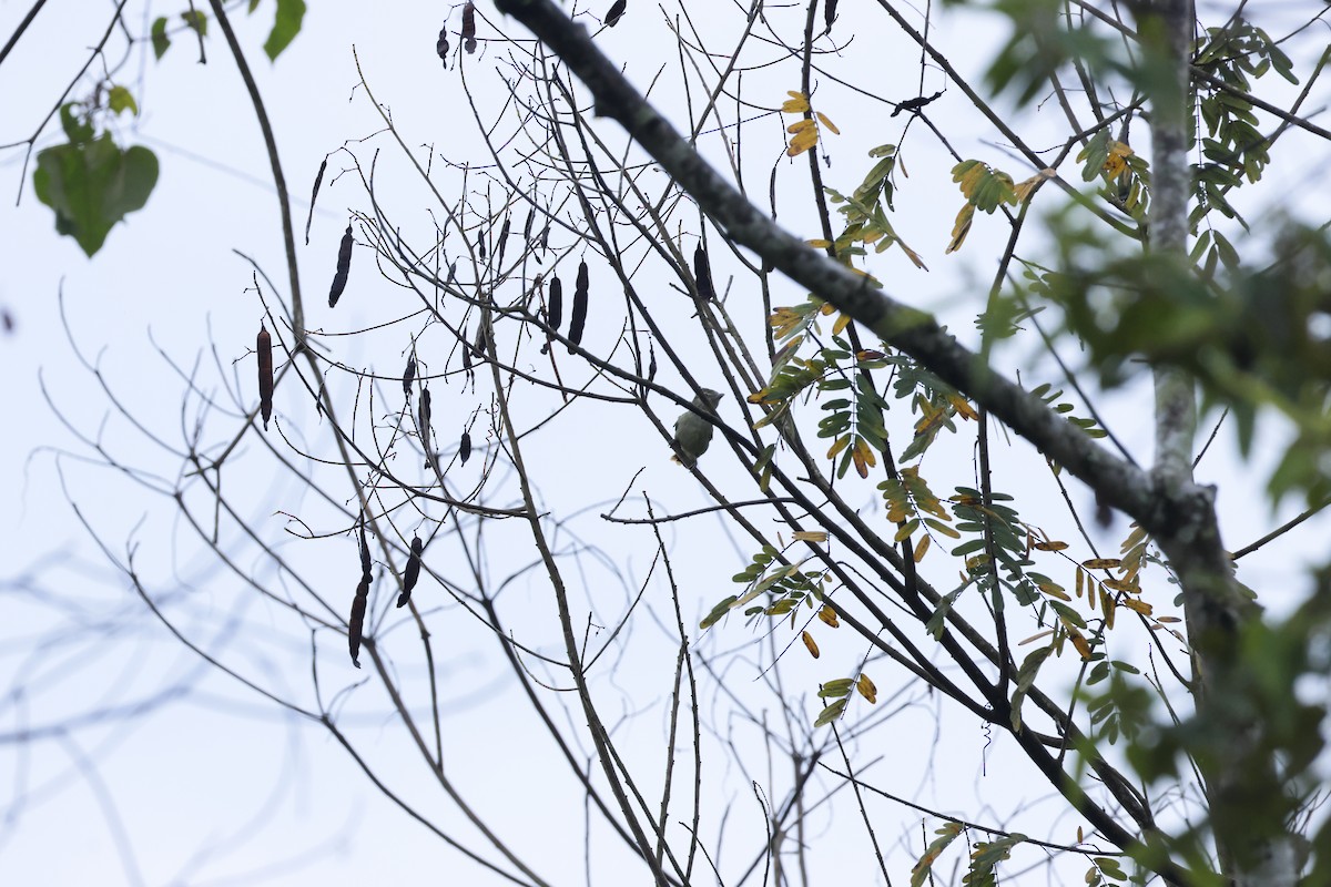 Olive-faced Flatbill - ML643422731