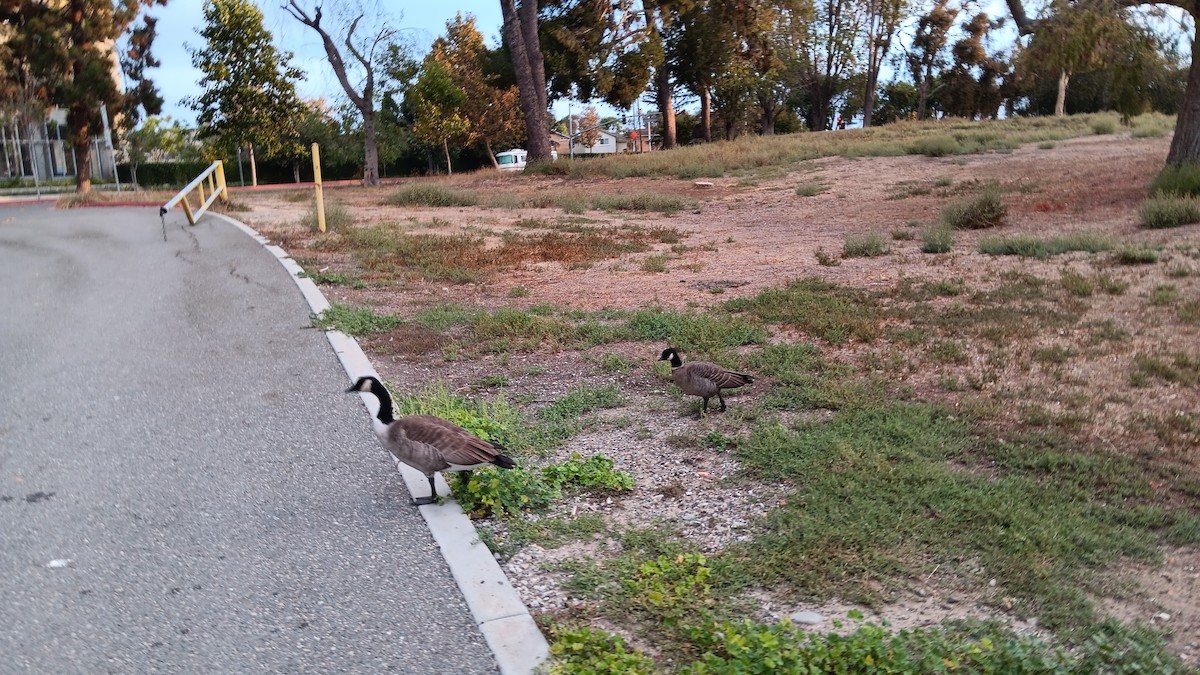 Cackling Goose - ML643422756