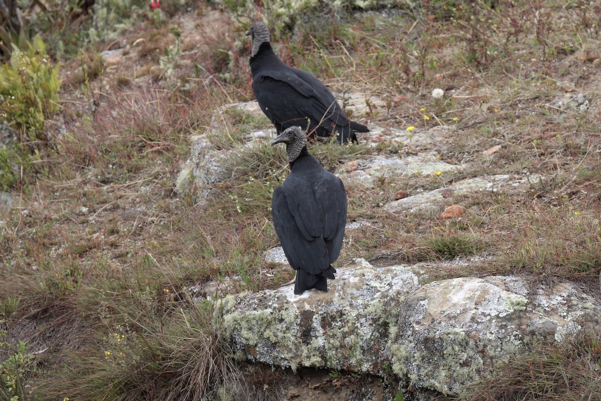 Black Vulture - ML643422774
