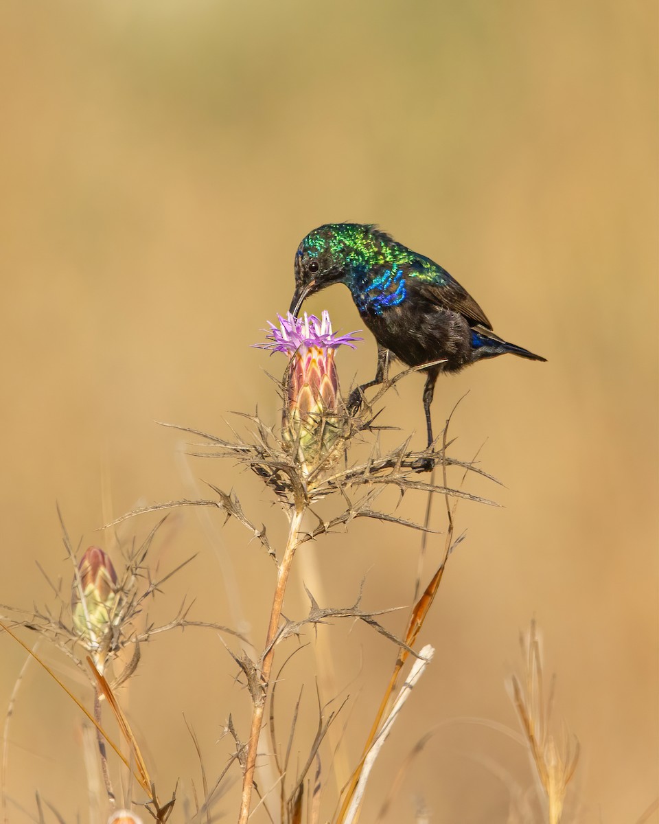 Palestine Sunbird - ML643422779