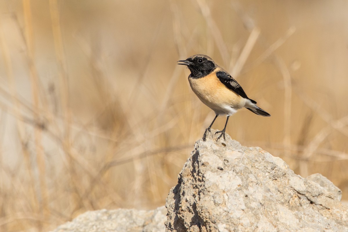 Eastern Black-eared Wheatear - ML643422782