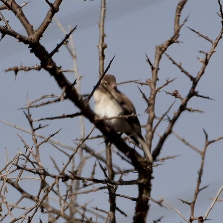 Yellow-spotted Bush Sparrow - ML643422784