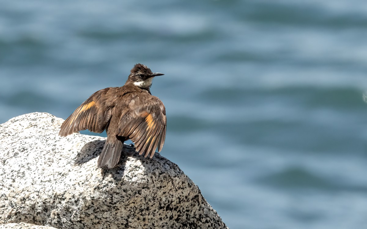 Seaside Cinclodes - ML643422795