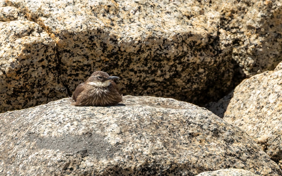 Seaside Cinclodes - ML643422797