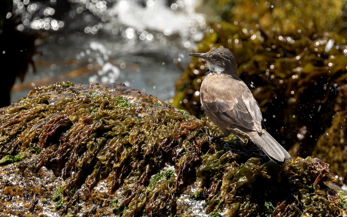 Seaside Cinclodes - ML643422798