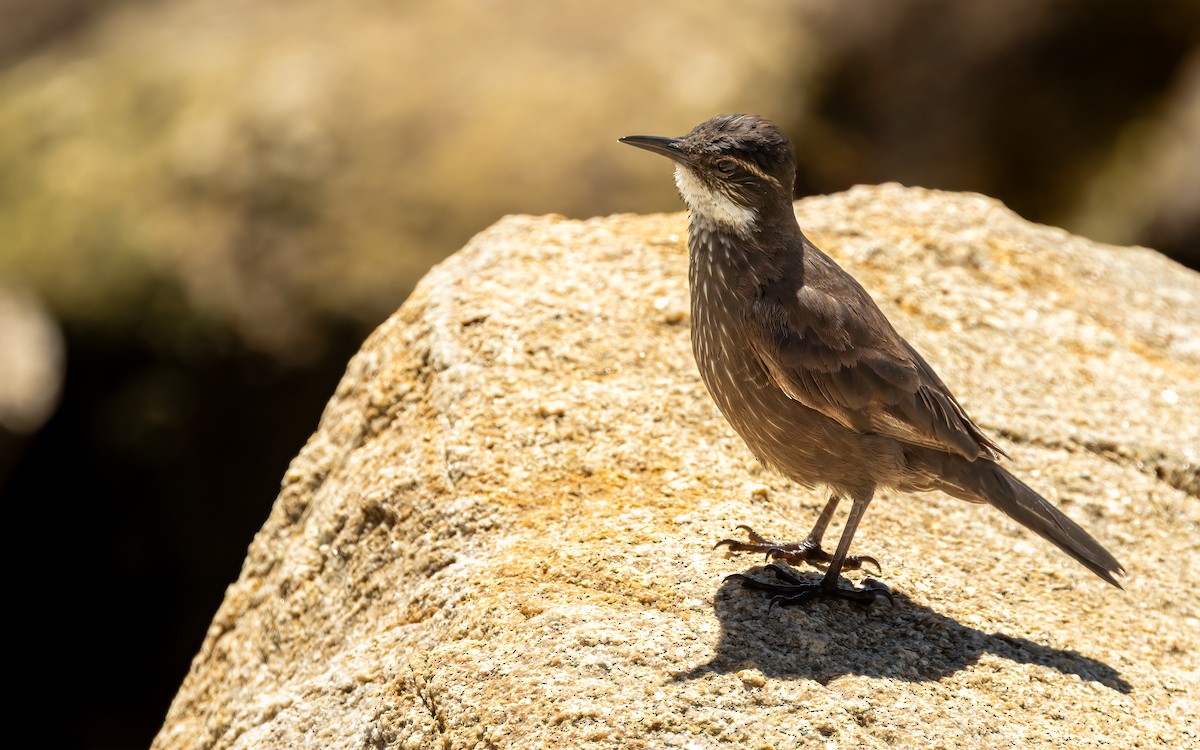 Seaside Cinclodes - ML643422799