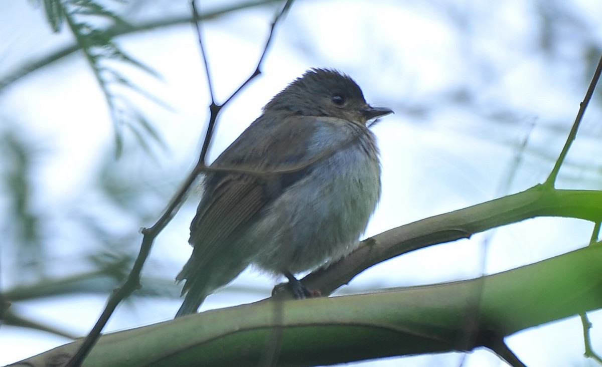 Nilgirischnäpper - ML643422809