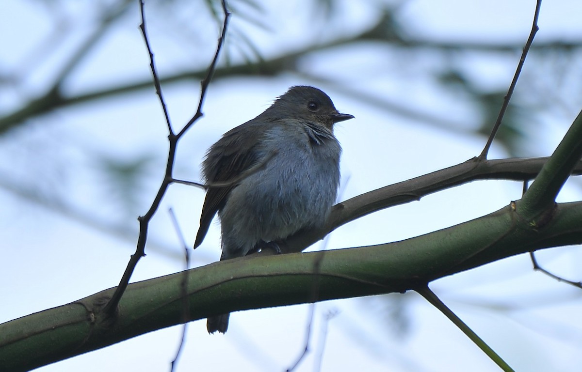 Nilgirischnäpper - ML643422810