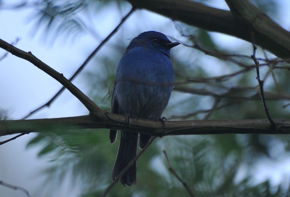 Nilgirischnäpper - ML643422811
