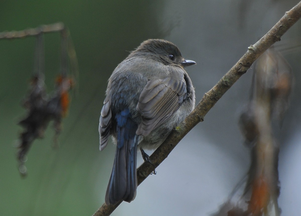 Nilgirischnäpper - ML643422812